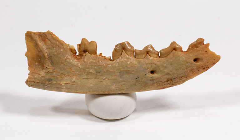Eocene Carnivore - Paroxyaena