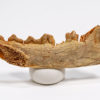 Eocene Carnivore - Paroxyaena - Image 2