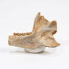 Near-complete Primate Jaw - Leptadapis - Image 2