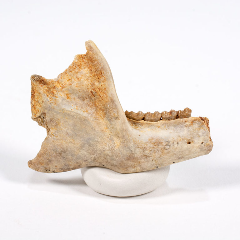 Near-complete Primate Jaw - Leptadapis