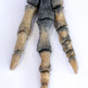 Tyrannosaur Foot - Tarbosaurus bataar - Image 2