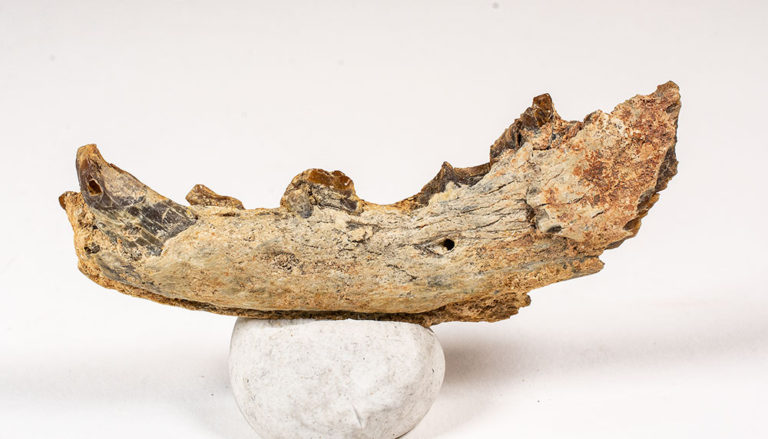 Eocene Carnivore &#8211; Hyaenodon, The Natural Canvas