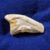 Tarbosaurus bataar - Image 2