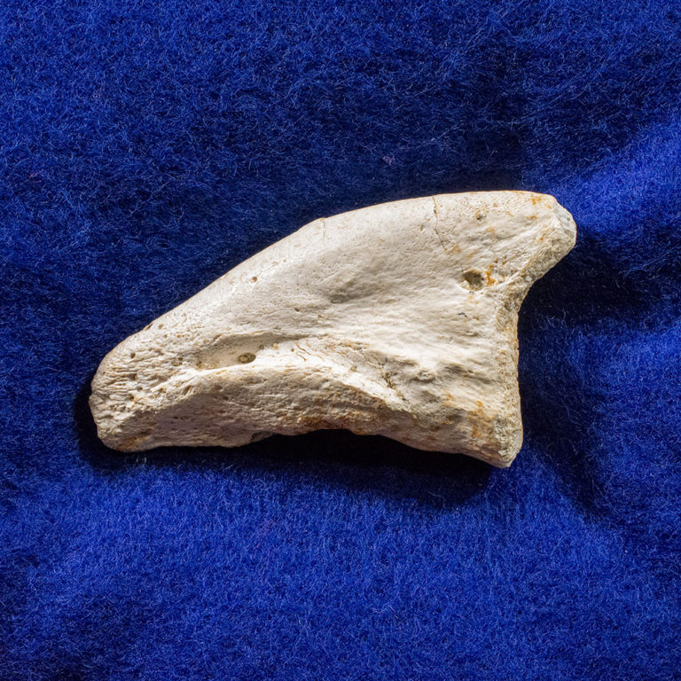 Tarbosaurus bataar