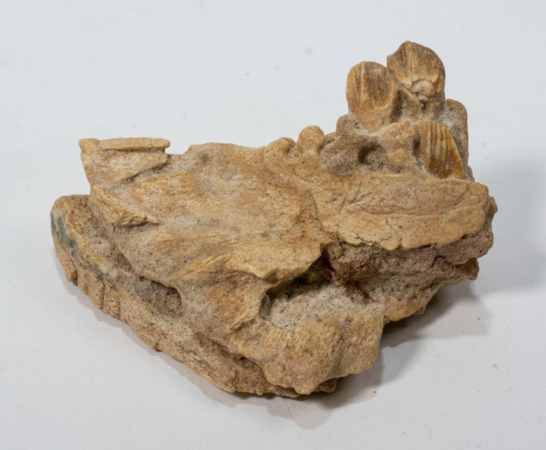 Protoceratops andrewsi