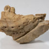 Protoceratops andrewsi - Image 2