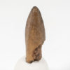 Nemegtosaurus sp. - Image 2