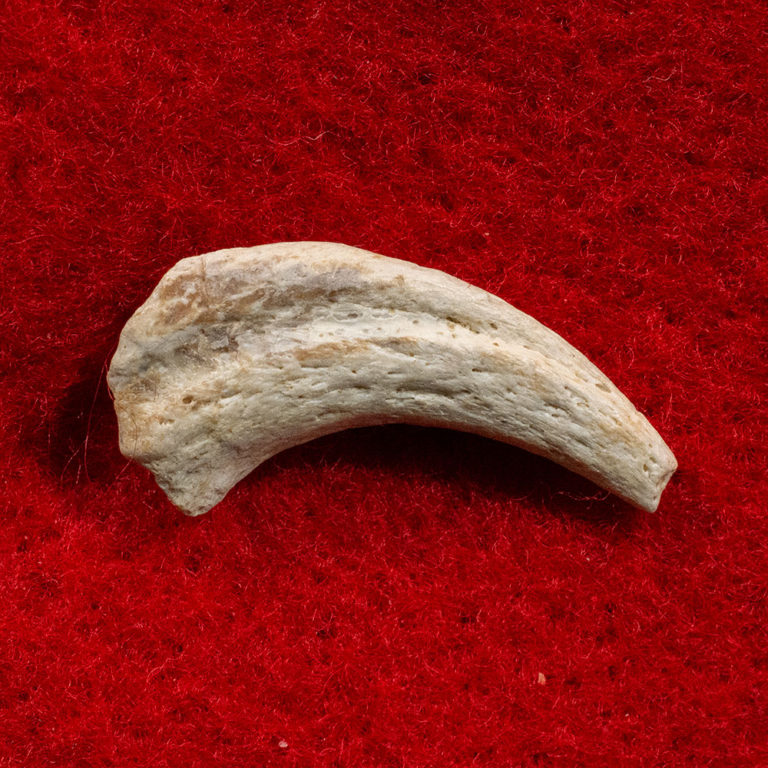 Velociraptor mongolensis