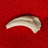 Velociraptor mongolensis - Image 2