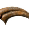 Therizinosaur claw - Image 3