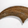 Therizinosaur claw - Image 2