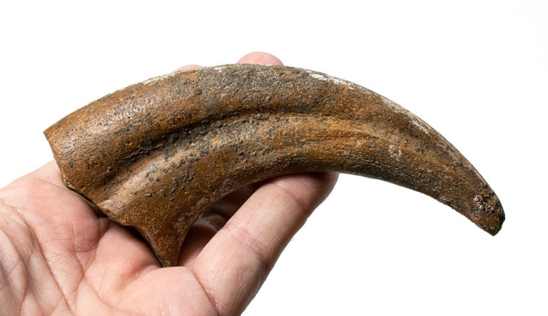 Therizinosaur claw