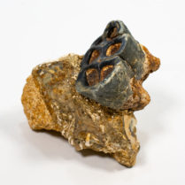 Desmostylus hesperus