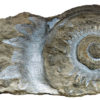 Helicoprion sp. - Image 4