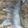 Helicoprion sp. - Image 3