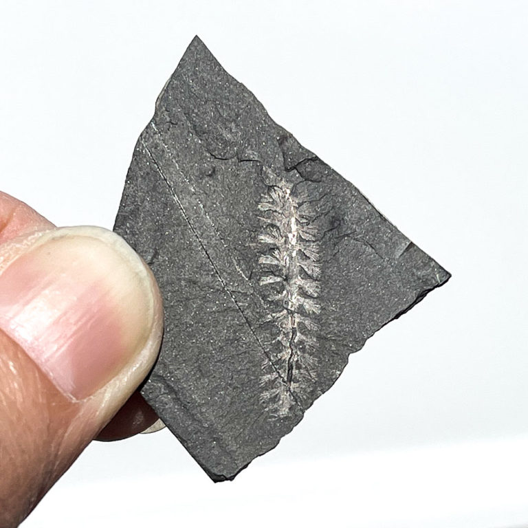 Burgessochaeta setigera