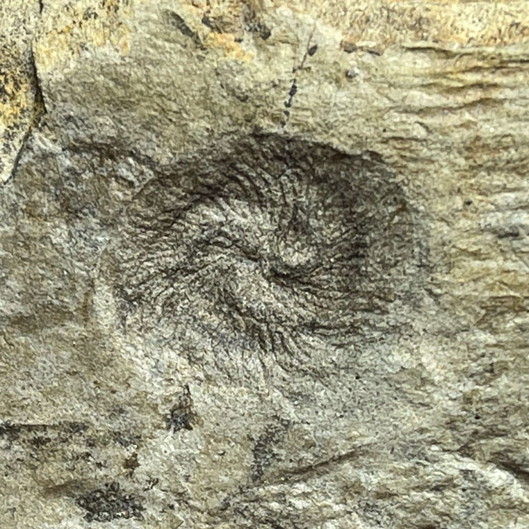 Tribrachidium heraldicum