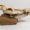 Miocene Bush Pig Skull &#8211; Chleuastochoerus, The Natural Canvas