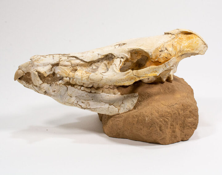 Miocene Bush Pig Skull - Chleuastochoerus