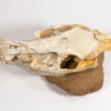 Miocene Bush Pig Skull &#8211; Chleuastochoerus, The Natural Canvas