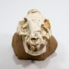 Miocene Bush Pig Skull &#8211; Chleuastochoerus, The Natural Canvas