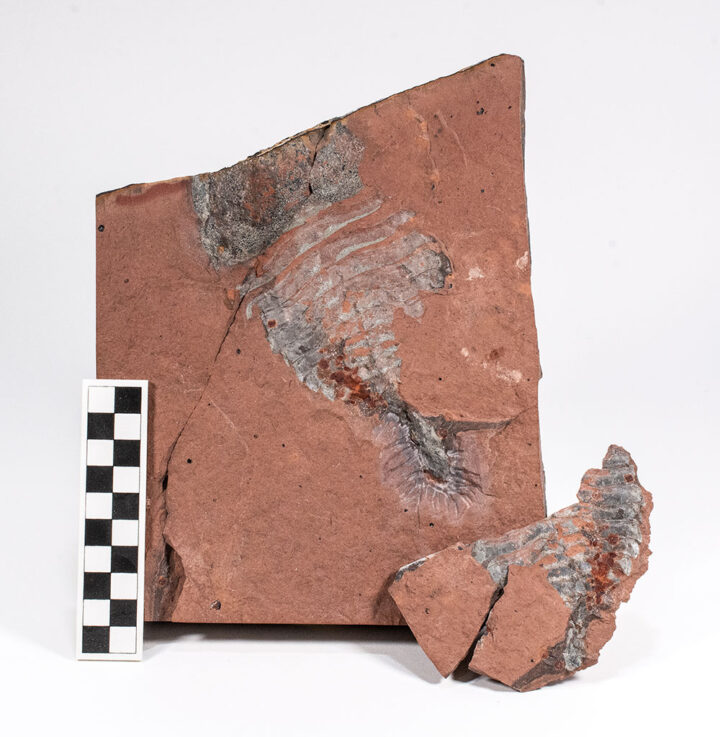 Enormous Cambrian arthropod - Beckwithia typa