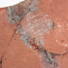 Enormous Cambrian arthropod &#8211; Beckwithia typa, The Natural Canvas