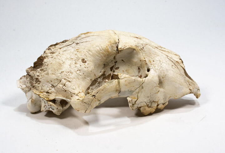 Miocene Cheetah-like Cat - Yoshi minor