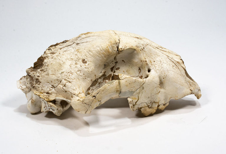 Miocene Cheetah-like Cat &#8211; Yoshi minor, The Natural Canvas