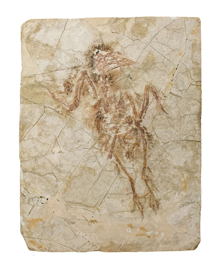 Complete Cretaceous Bird - Cathayornis sp.
