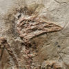 Complete Cretaceous Bird &#8211; Cathayornis sp., The Natural Canvas