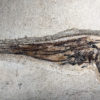 Paddlefish &#8211; Crossopholis cf. magnicaudatus, The Natural Canvas