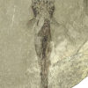 Heteropetalus elegantulus, The Natural Canvas
