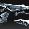 Triassic Amphibian Skull &#8211; Edingerella, The Natural Canvas