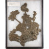 Rare Jurassic Crinoids &#8211; Pentacrinites, The Natural Canvas