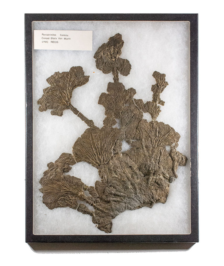 Rare Jurassic Crinoids &#8211; Pentacrinites, The Natural Canvas