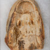 Triassic Amphibian Skull &#8211; Edingerella, The Natural Canvas