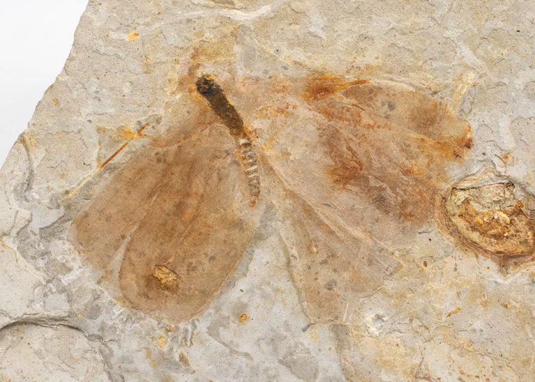 Cretaceous &#8220;Butterfly&#8221; &#8211; Kalligramma, The Natural Canvas