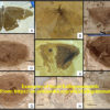 Cretaceous &#8220;Butterfly&#8221; &#8211; Kalligramma, The Natural Canvas