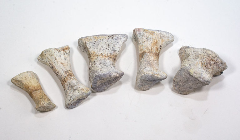 Ankylosaur foot bones - Tarchia