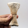 Ankylosaur foot bones - Tarchia - Image 6