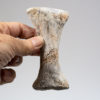 Ankylosaur foot bones - Tarchia - Image 5