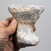 Ankylosaur foot bones - Tarchia - Image 4