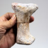 Ankylosaur foot bones - Tarchia - Image 3