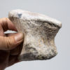 Ankylosaur foot bones - Tarchia - Image 2