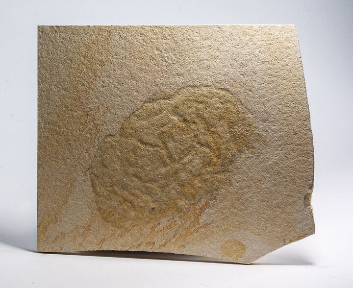 Jurassic Jellyfish