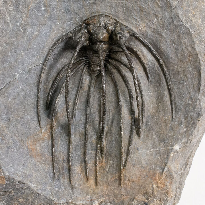Incredible Spiny Trilobite - Heliopeltis