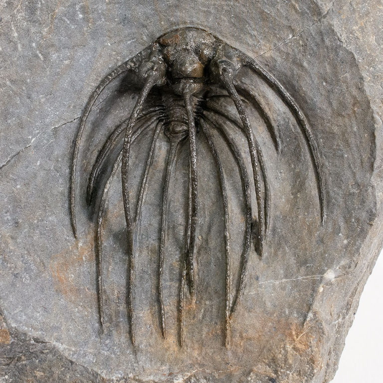 Incredible Spiny Trilobite &#8211; Heliopeltis, The Natural Canvas