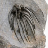 Incredible Spiny Trilobite &#8211; Heliopeltis, The Natural Canvas