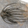 Incredible Spiny Trilobite &#8211; Heliopeltis, The Natural Canvas